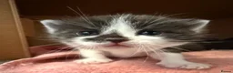 Mixed Breed cats for sale: BBSH mixed breed 5 kittens grey black white grey  - Advert 35