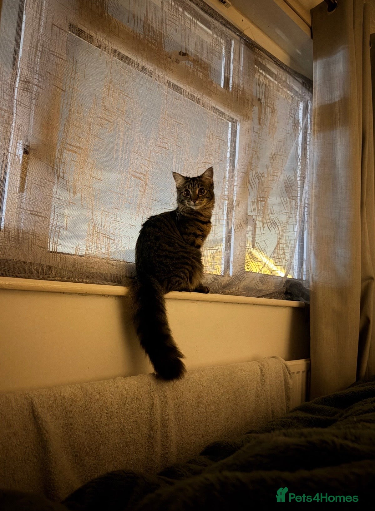 Mixed Breed cats Ready to Go Female Kitten 10 Months Old - Advert 2