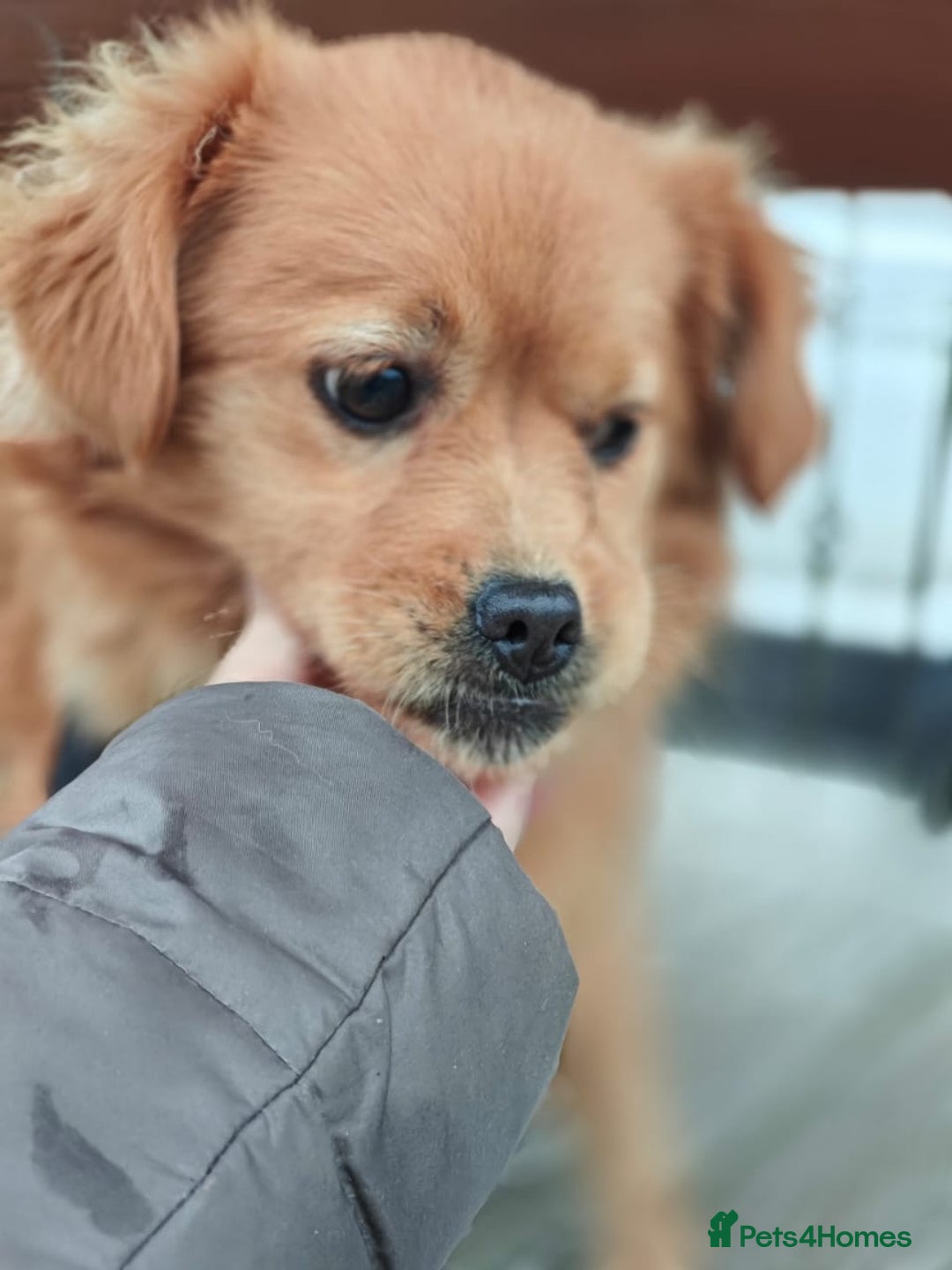 Mixed Breed dogs for adoption: 💖🐶 SILVIA 🐶💖 - Advert 14