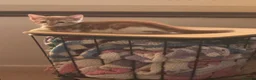 Mixed Breed cats for sale: Lovely kittens ready NOW!! - Advert 2