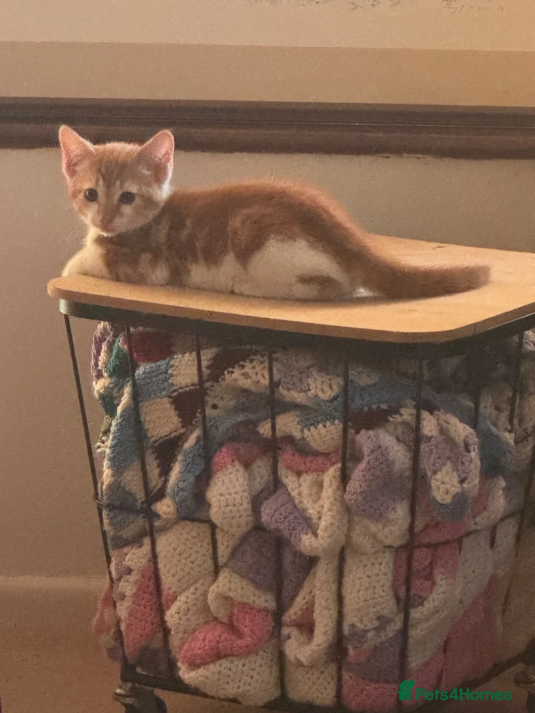 Mixed Breed cats for sale: Lovely kittens ready NOW!! - Advert 2