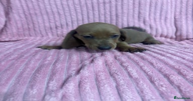 Dachshund dogs - Advert 5