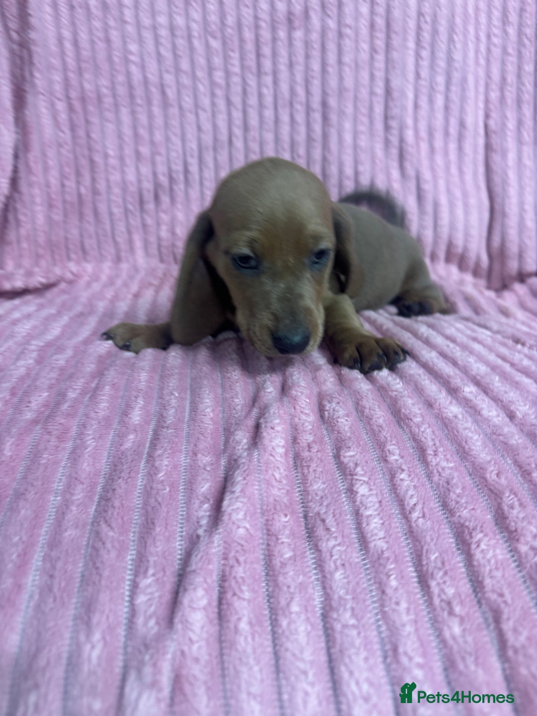 Dachshund dogs for sale: 9 beautiful dachshunds ready too leave in 2 weeks  - Image 3