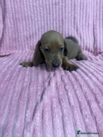 Dachshund dogs - Advert 3