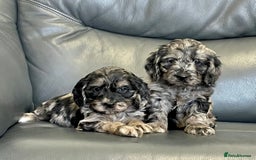 Cockapoo dogs for sale: Beautiful F1 Cockapoo puppies  - Image 11