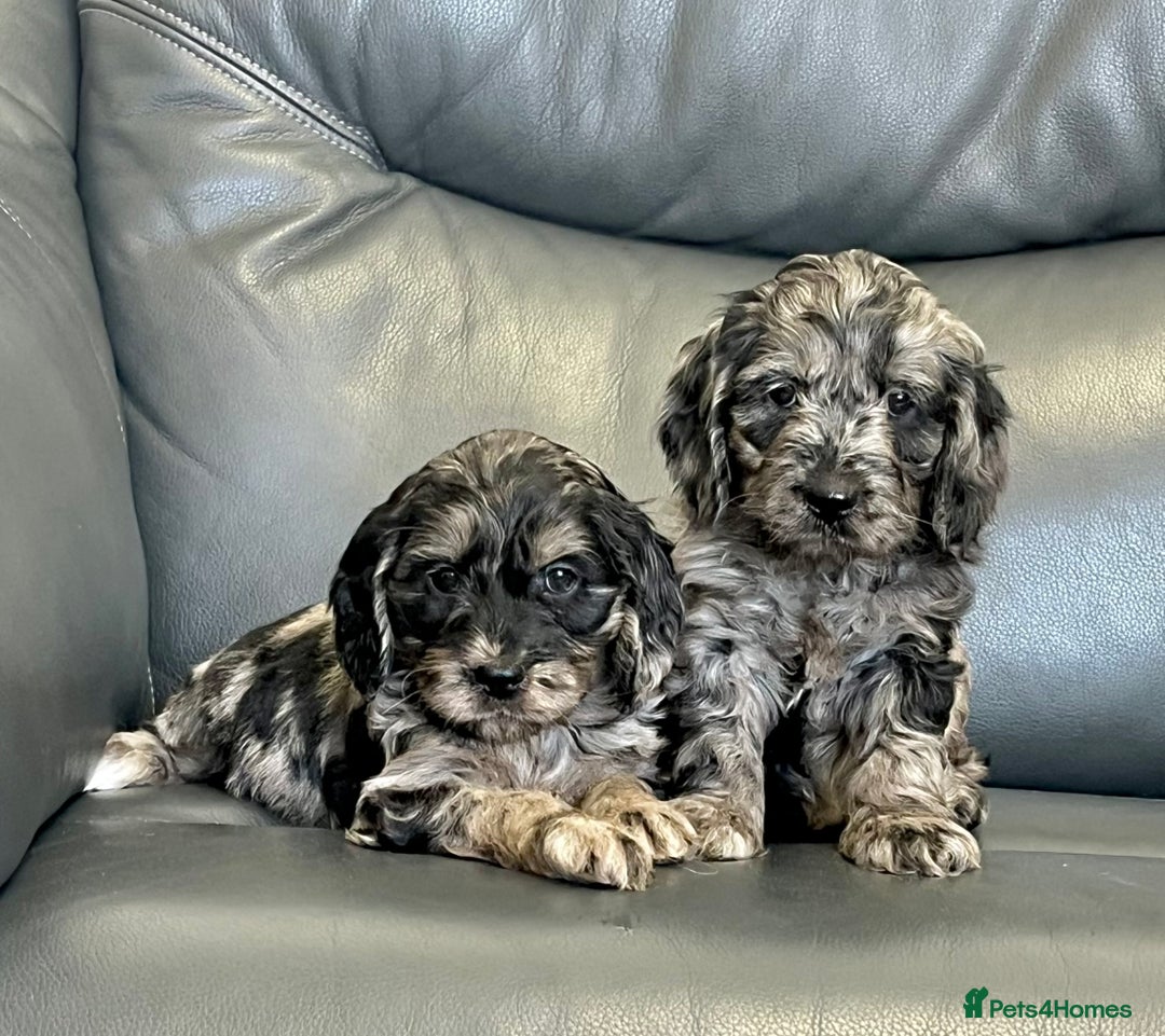 Cockapoo dogs for sale: Beautiful F1 Cockapoo puppies  - Image 11