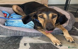 Mixed Breed dogs for adoption: Cinnamon needs a loving home  - Image 22