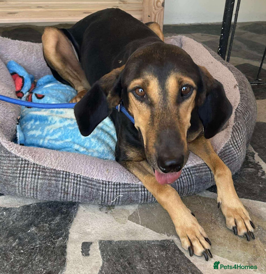 Mixed Breed dogs for adoption: Cinnamon needs a loving home  - Image 22