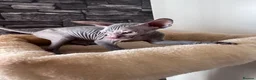 Sphynx cats for sale: 🐈‍⬛🐾 Sphynx elf's / Canadian kittens  - Advert 16