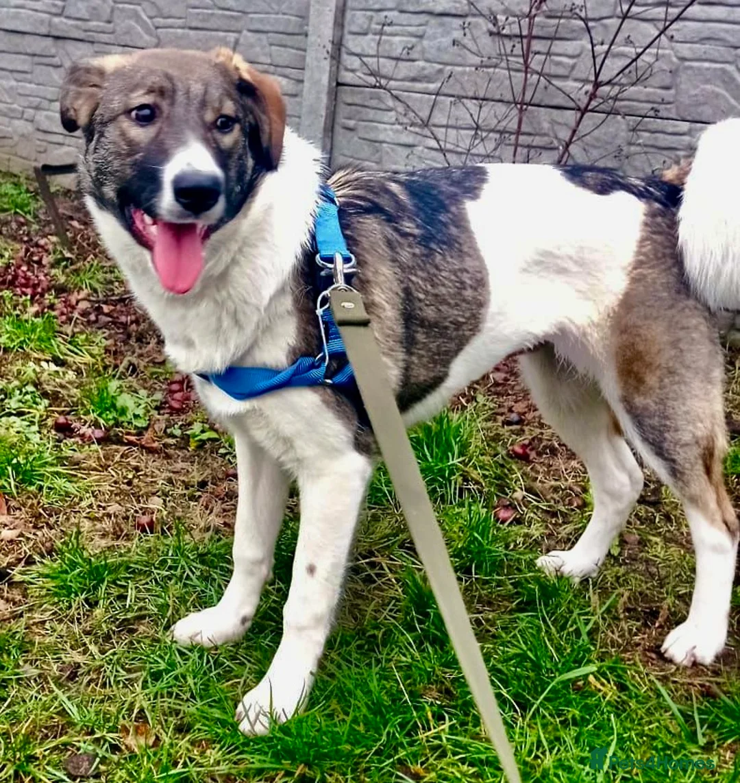 Border Collie dogs for adoption: 🐾 MILA – Female Border Collie - Advert 1