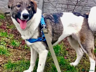 Border Collie dogs 🐾 MILA – Female Border Collie - Advert 4