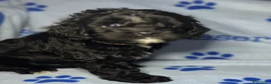 Cockapoo 1