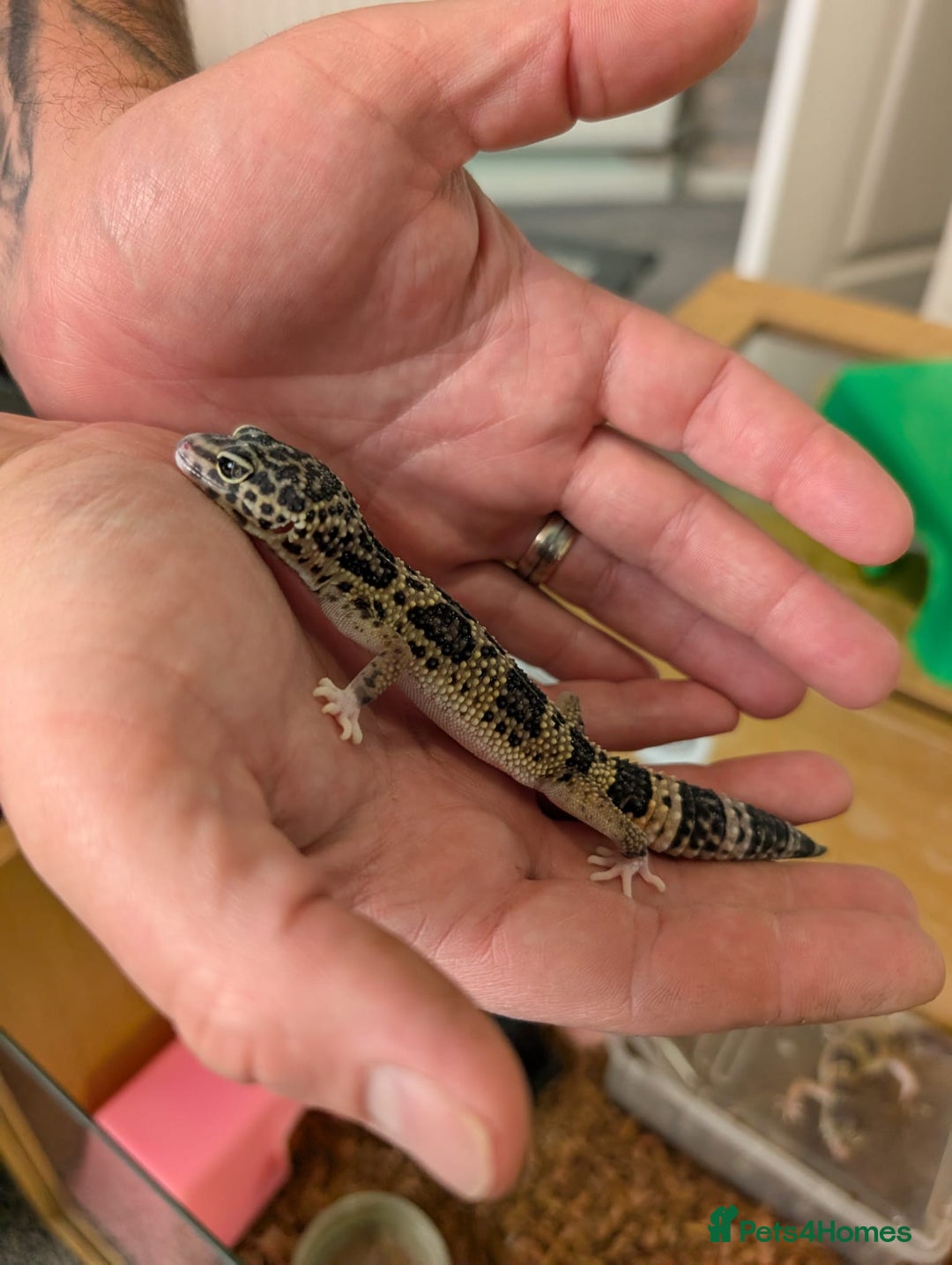 Leopard Gecko reptiles for sale: Black Night Cross Leopard Gecko  - Advert 23