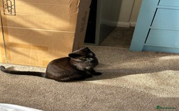 British Shorthair cats for sale: 2 beautiful kittens. Indoor only. Ideal go 2gether - Image 13