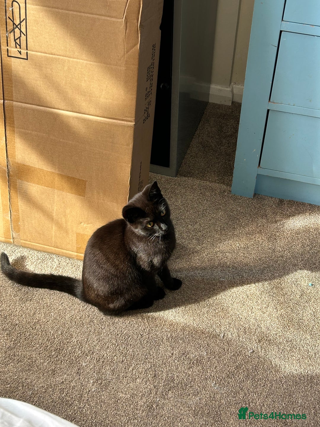 British Shorthair cats for sale: 2 beautiful kittens. Indoor only. Ideal go 2gether - Image 13