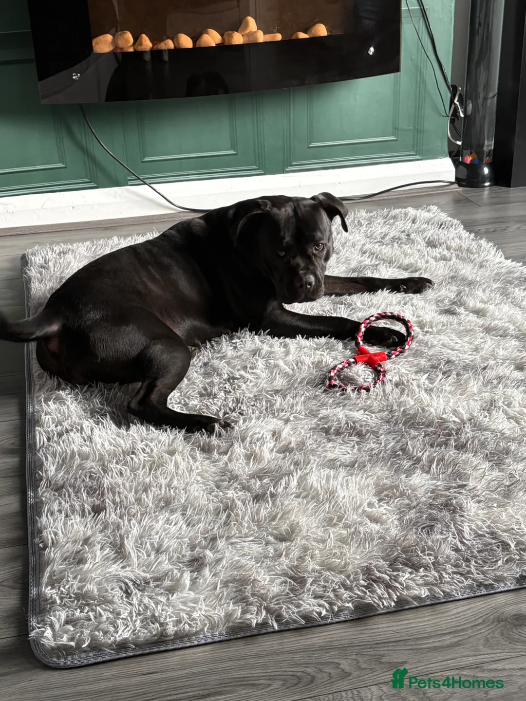 Mixed Breed dogs for sale: Female cane corso X - Advert 8