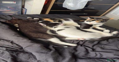 British Shorthair cats - Advert 4