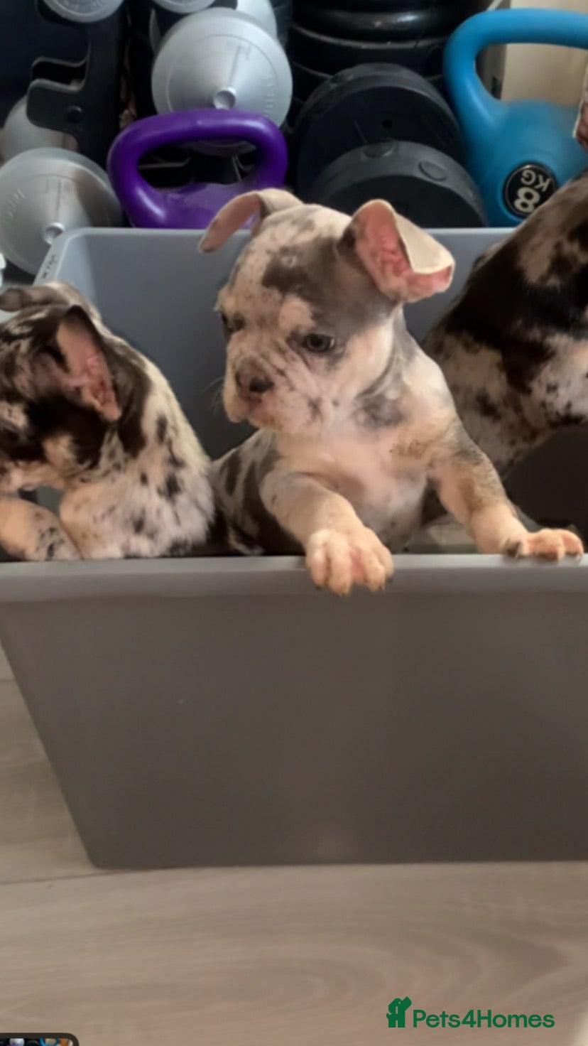 French Bulldog dogs 3 left French bulldog puppy's for sale  - Advert 10