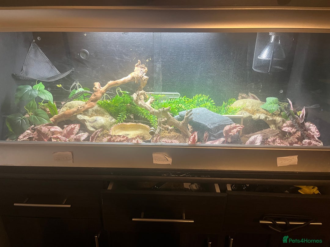 Corn Snake reptiles for sale: Amel corn snake  - Advert 4