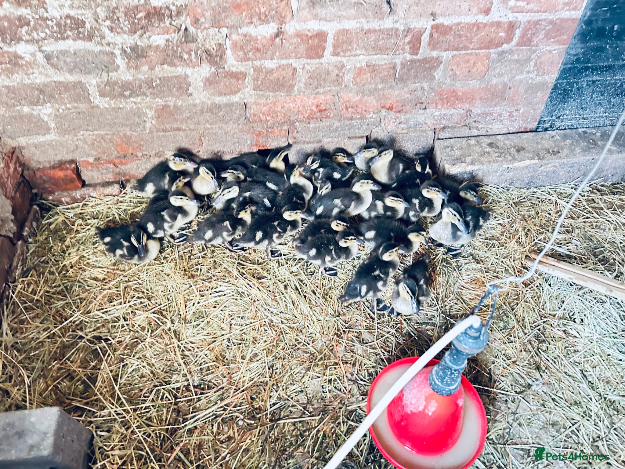 Ducks poultry Mallard Ducks 6 weeks old ready now 6 for £30 - Advert 2