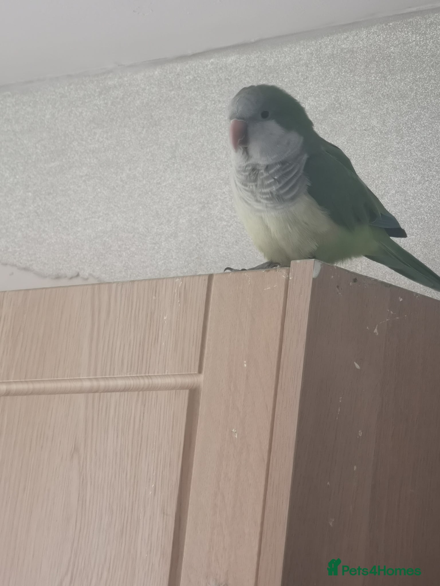 Cockatiels birds Quacker Parrot for sale - Advert 11