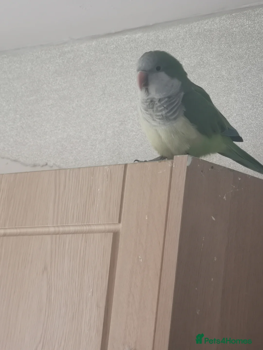 Cockatiels birds for sale: Quacker Parrot for Sale with cage and accessories - Advert 1