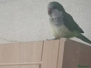 Cockatiels birds Quacker Parrot for sale - Advert 11