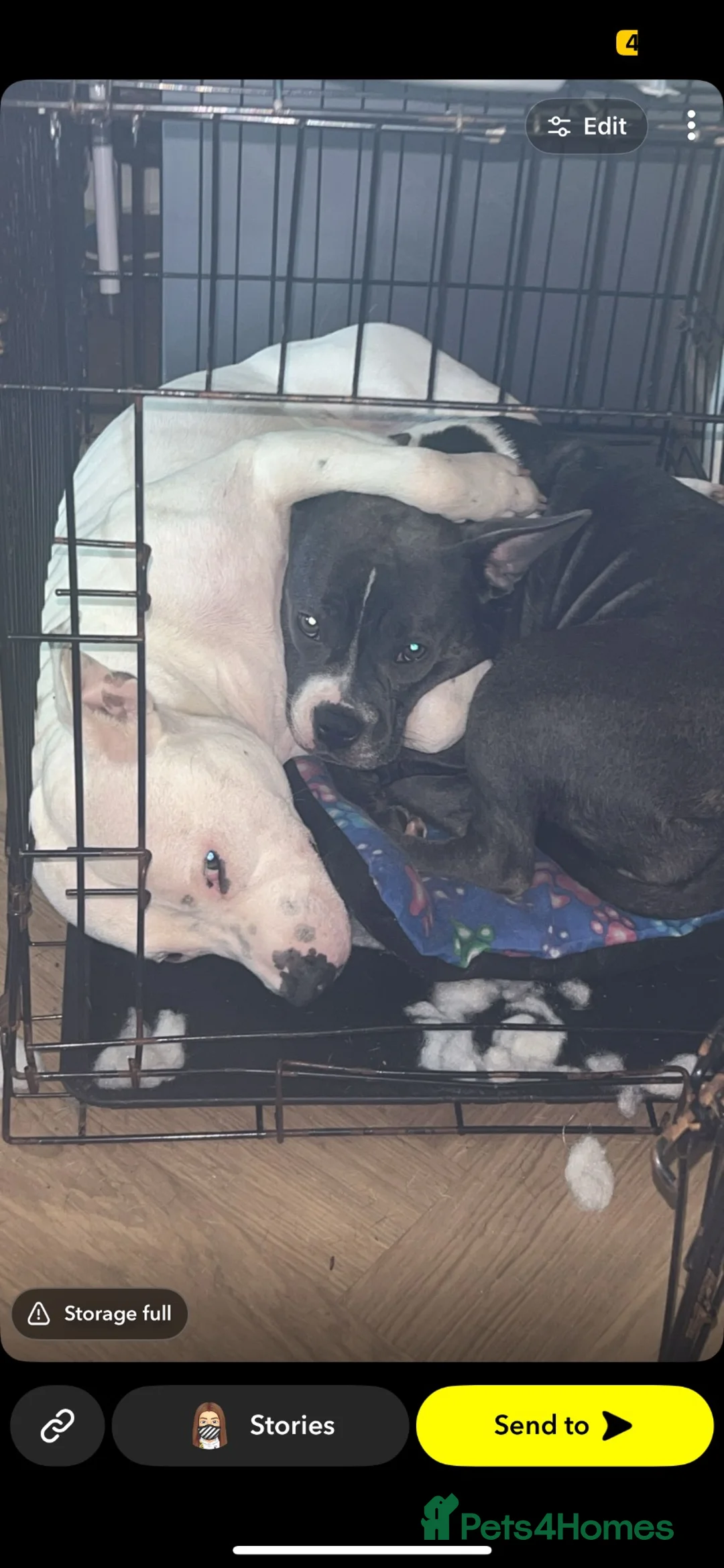 Mixed Breed dogs for sale: THREE LEFT staffy frenchie pups  - Advert 2