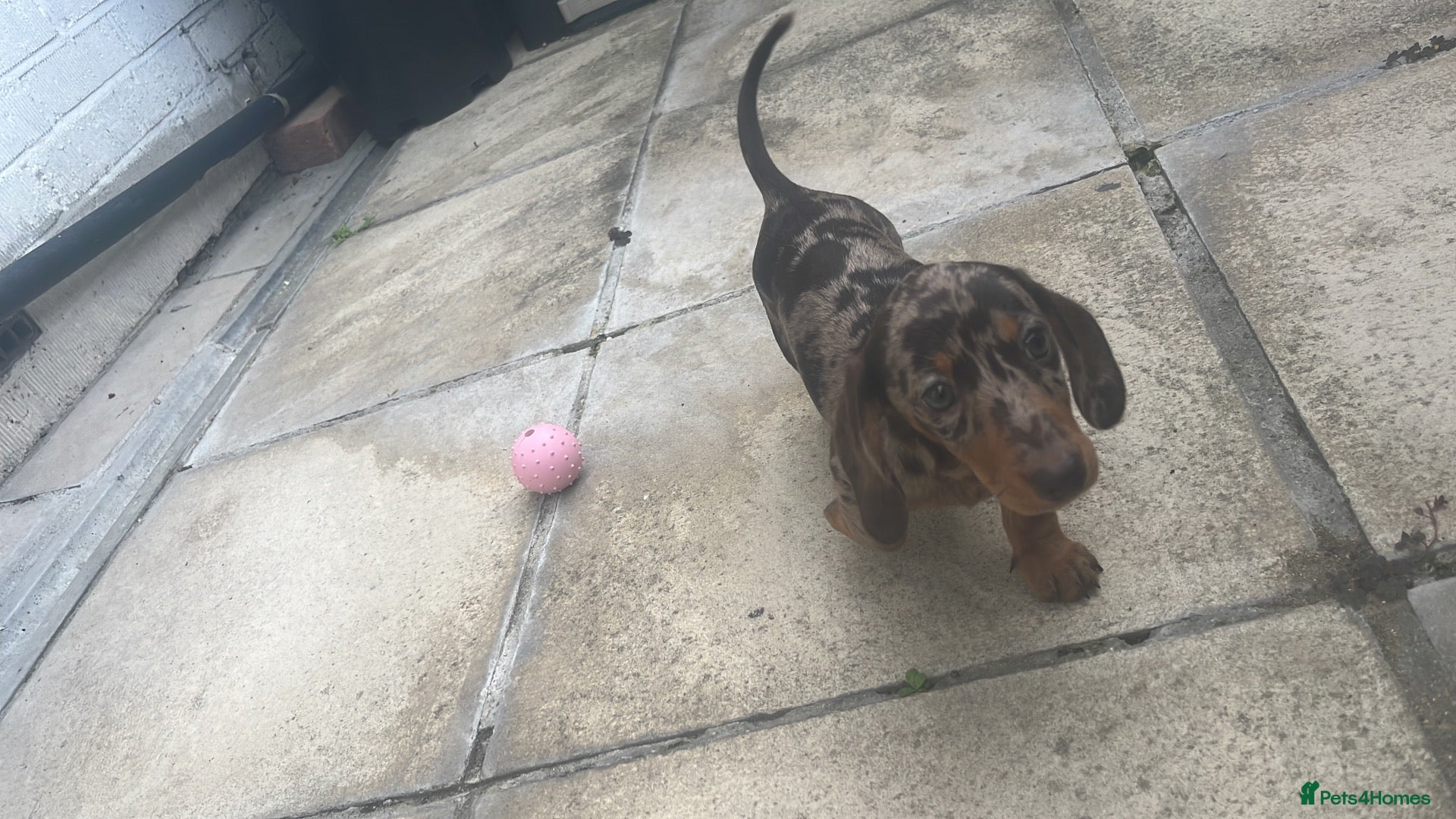 Miniature Dachshund dogs Miniature dachshund  - Advert 1