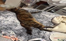 Bengal cats for sale: 2 year old cat rehome  - Image 4