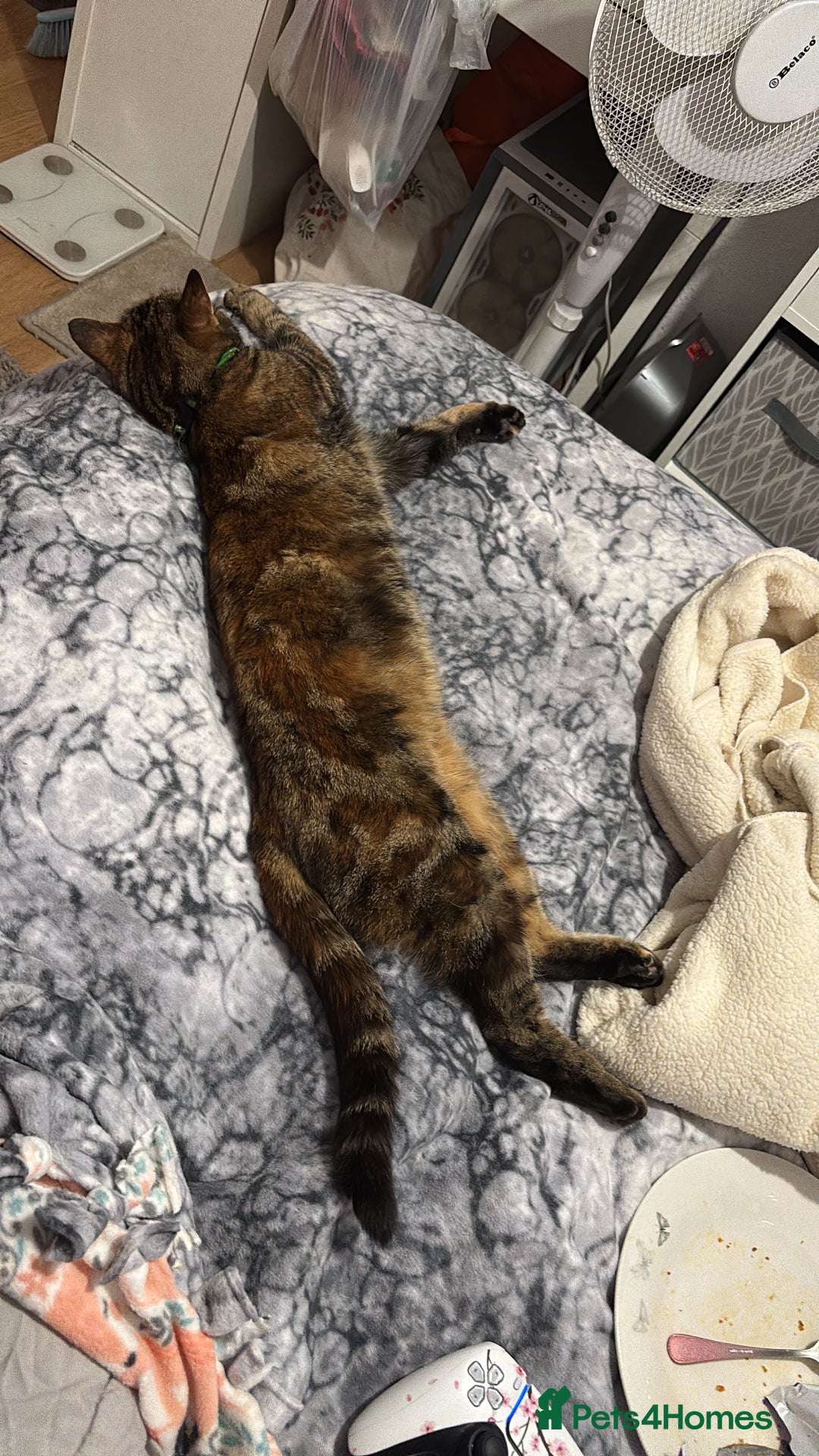 Bengal cats for sale: 2 year old cat rehome  - Image 4