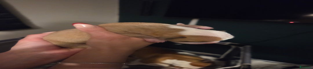 American Bulldog Puppy 7