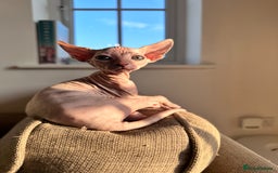 Sphynx cats for sale: 3 Sphynx cats  - Image 6