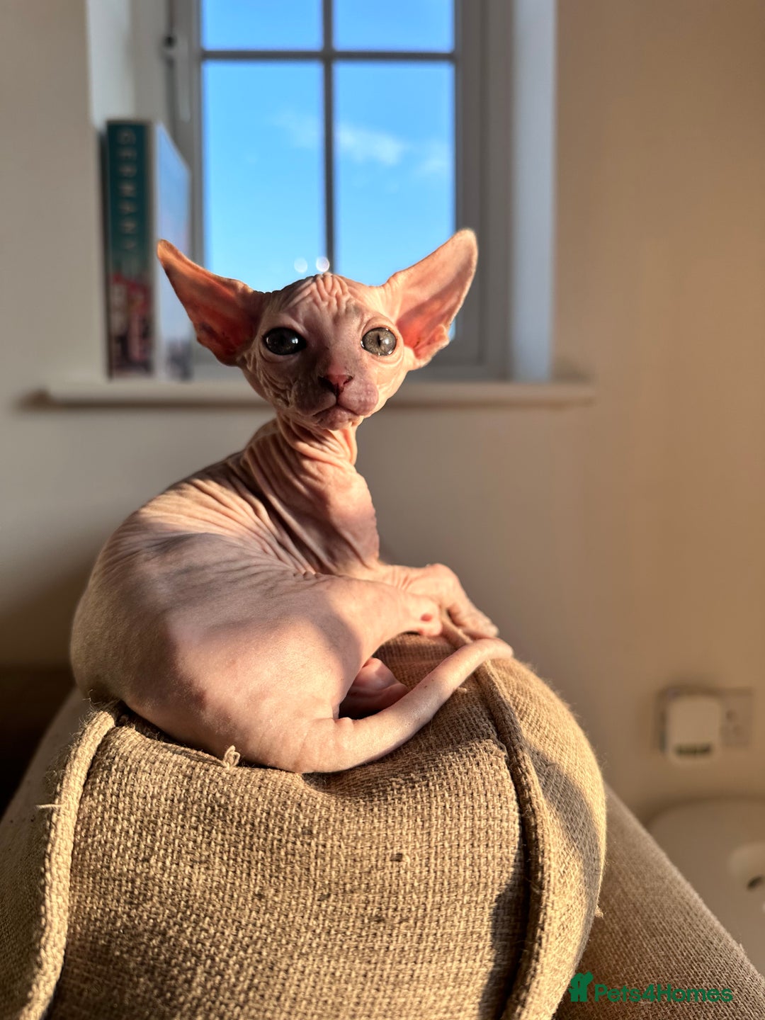 Sphynx cats for sale: 3 Sphynx cats  - Image 6