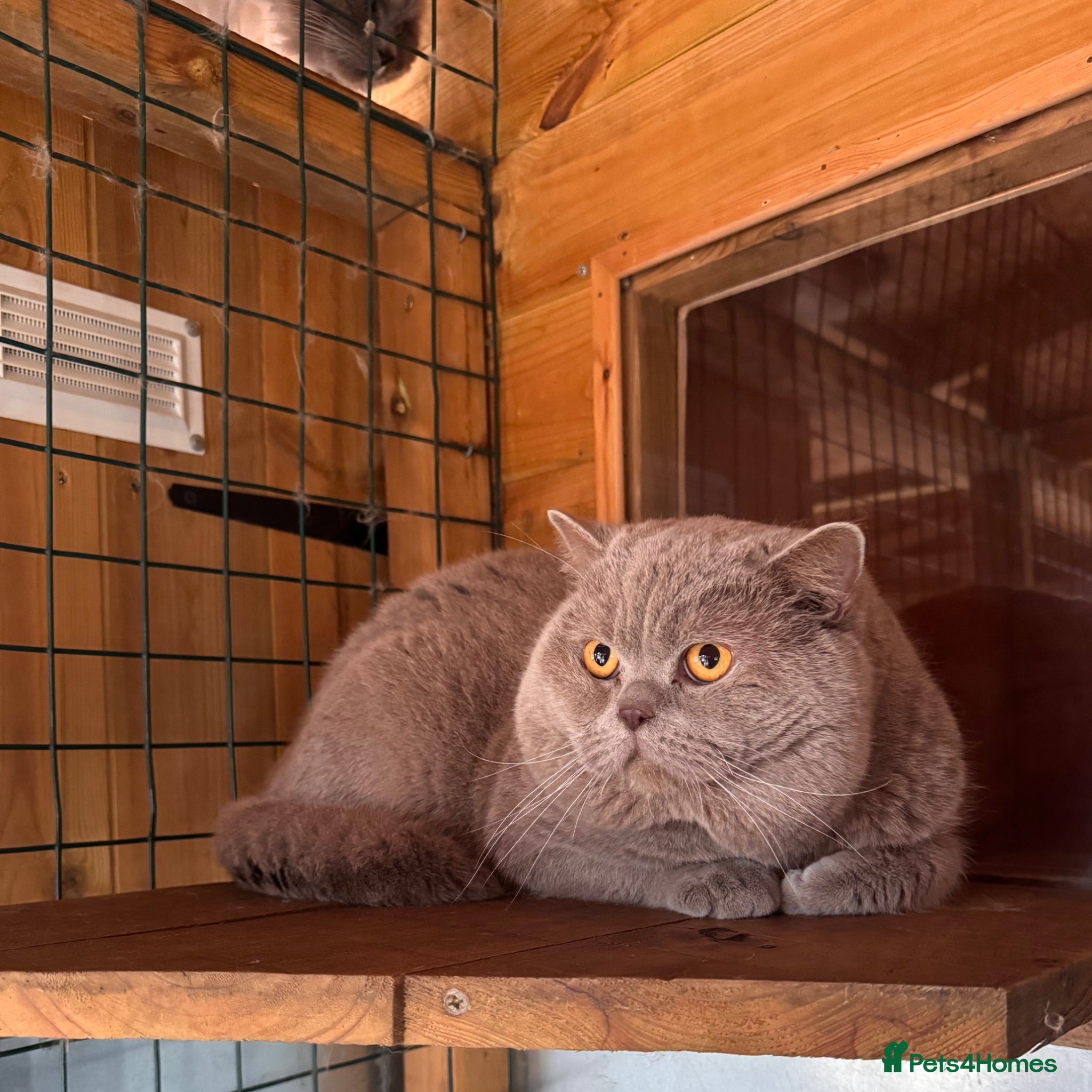 British Shorthair cats Chunky Lilac British Shorthair Stud  - Advert 1