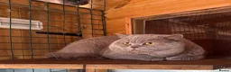 British Shorthair cats for stud: Chunky Lilac British Shorthair Stud  - Advert 1