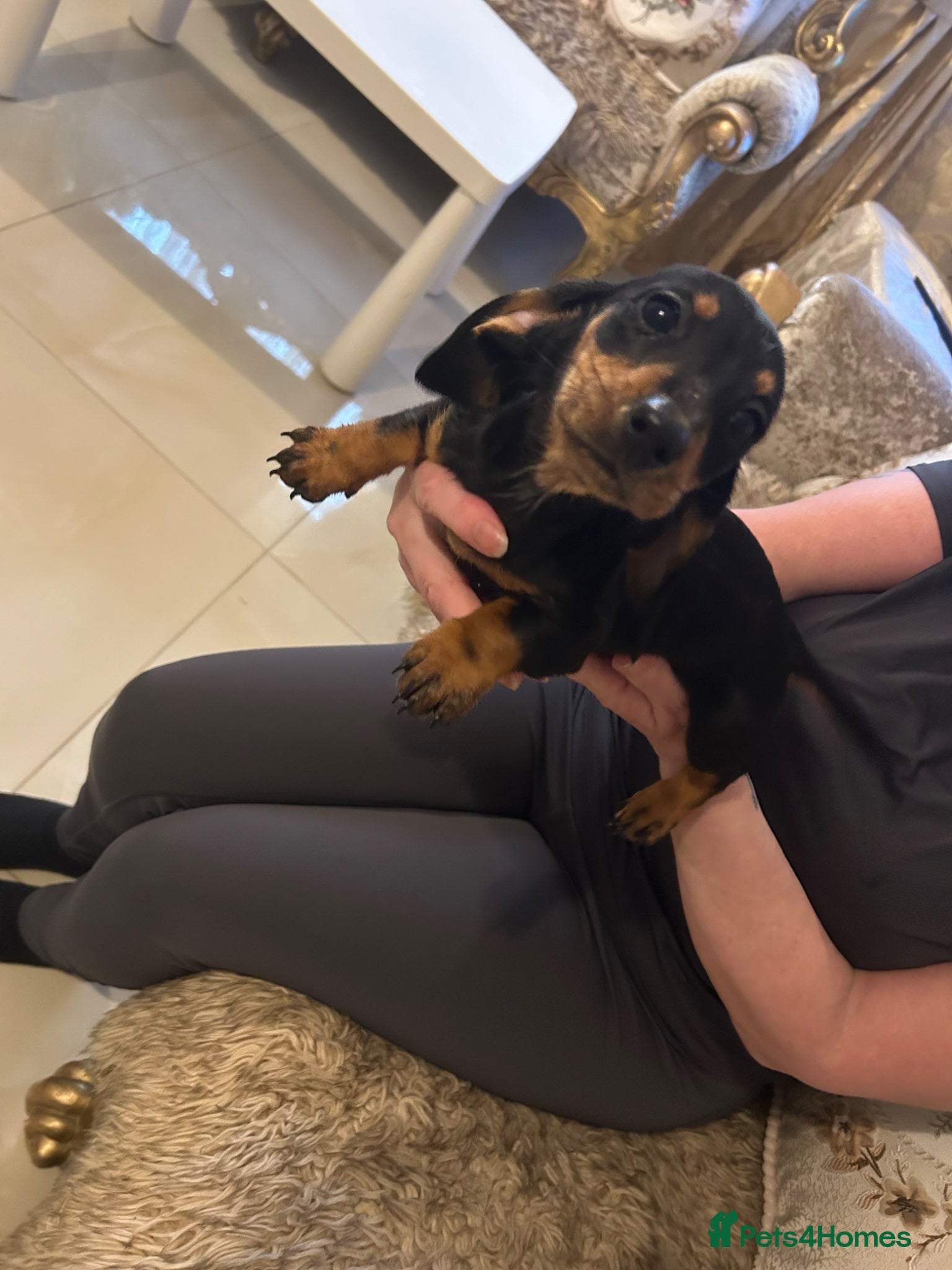 Dachshund dogs 5 dachshunds for sale  - Advert 8