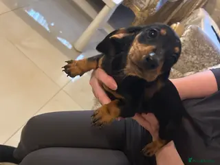 Dachshund dogs 5 dachshunds for sale - Advert 8