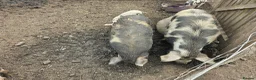 Pig livestock for sale: Kunekune pigs  - Advert 6