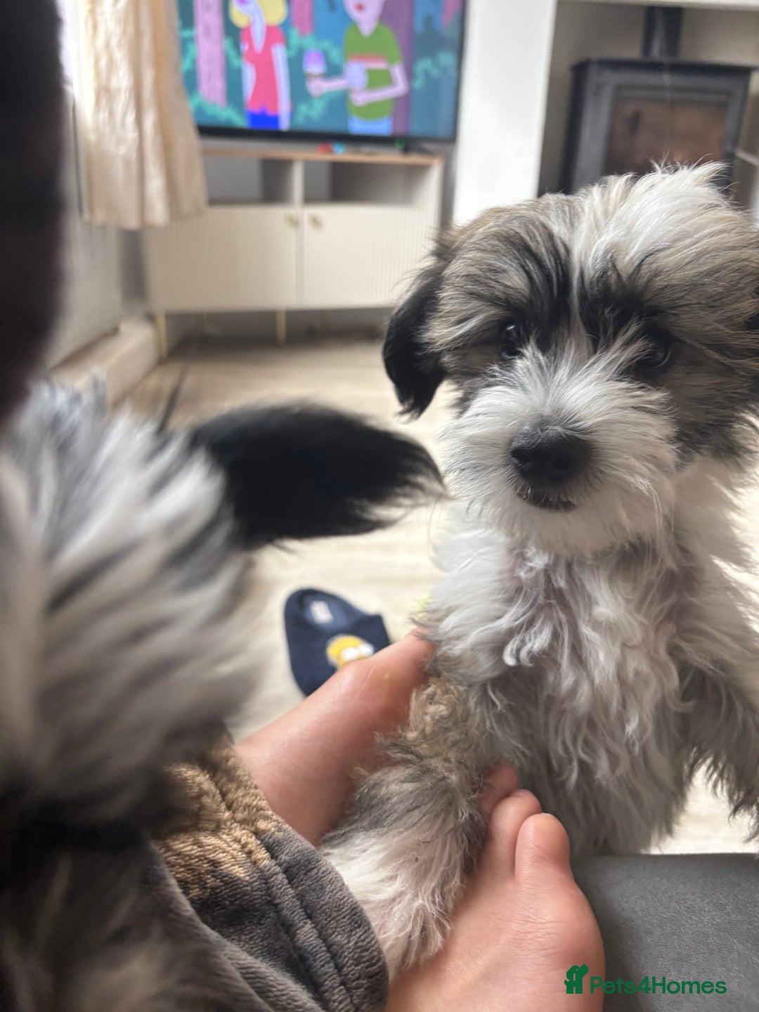 Chinese Crested dogs for sale: last powderpuff chinese crested trio colour   - Image 7