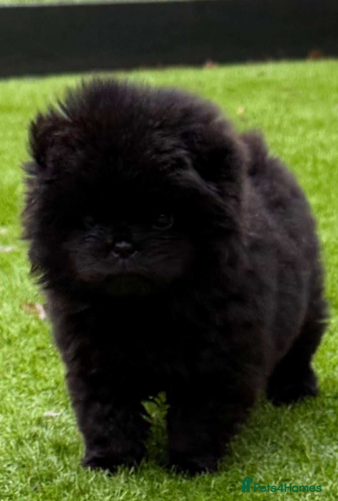 Chow Chow dogs Stunning Chow Chow One of a Kind Girl 🐶 - Advert 2