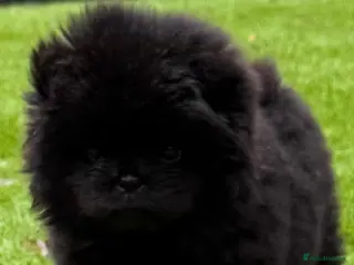 Chow Chow dogs Stunning Chow Chow One of a Kind Girl 🐶 - Advert 2