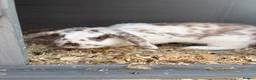 Mini Lop rabbits for sale: Cookie the mini lop in Wallsend - Advert 2