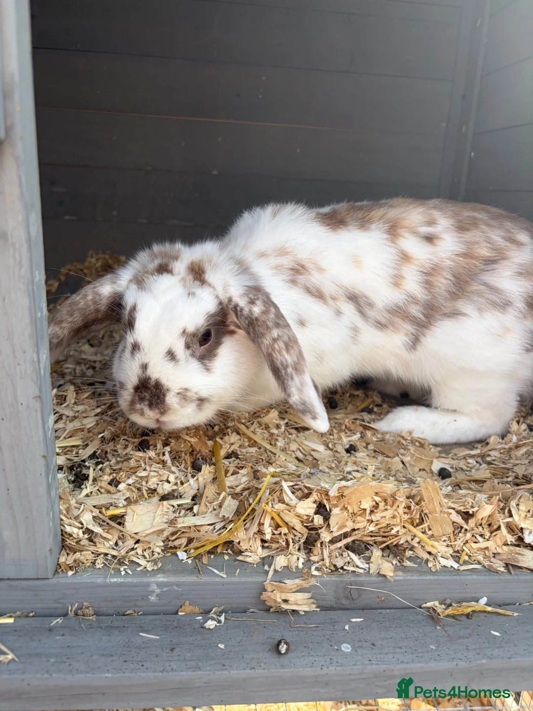 Mini Lop rabbits for sale: Cookie the mini lop in Wallsend - Advert 2