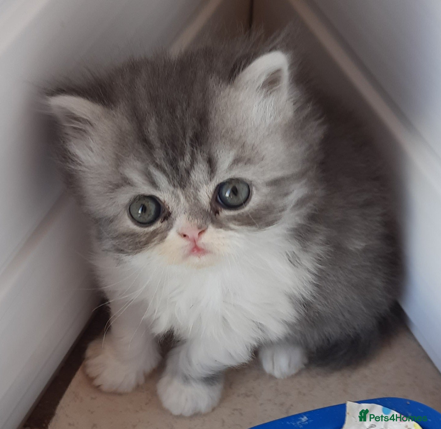 Persian cats GCCF Registered Persian kitten. - Advert 1