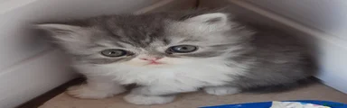 Persian Kitten 2