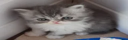 Persian cats for sale: GCCF Registered Persian kitten. - Advert 1
