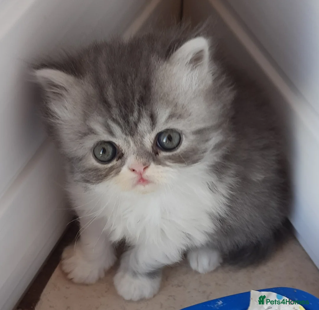Persian cats for sale: GCCF Registered Persian kitten. - Advert 1