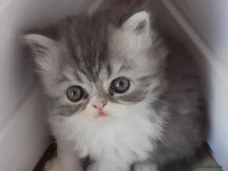 Persian cats GCCF Registered Persian kitten. - Advert 1