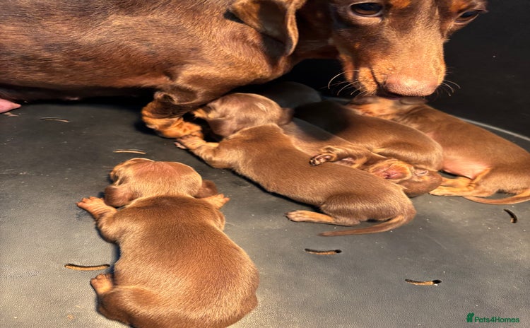 Miniature Dachshund dogs Miniature Dachshund Puppies  - Advert 2
